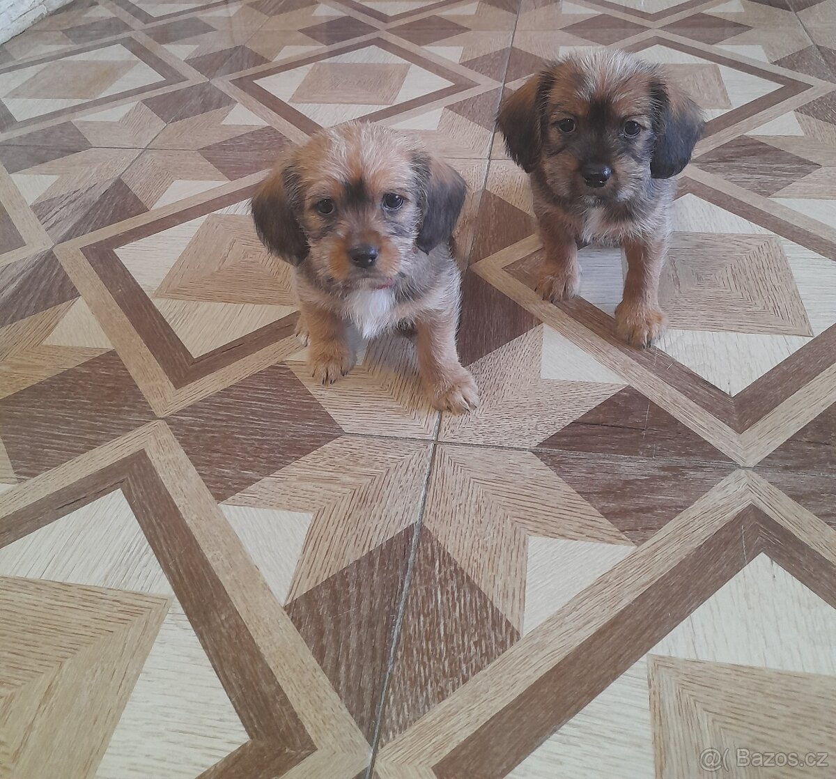 Štěňátka - 3