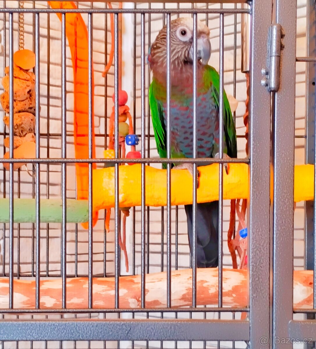 Amazoňan vějířový - 3