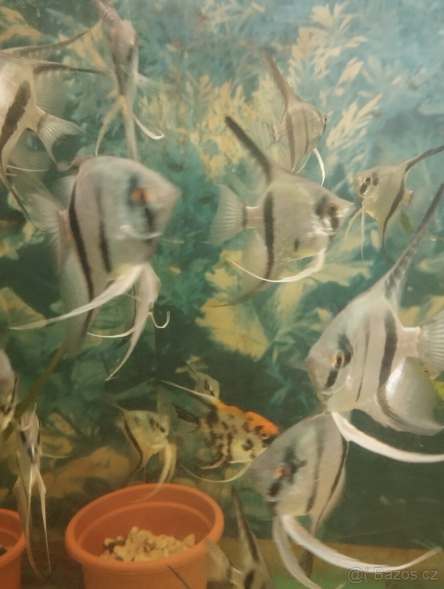 prodej novinek ze dvora - 3