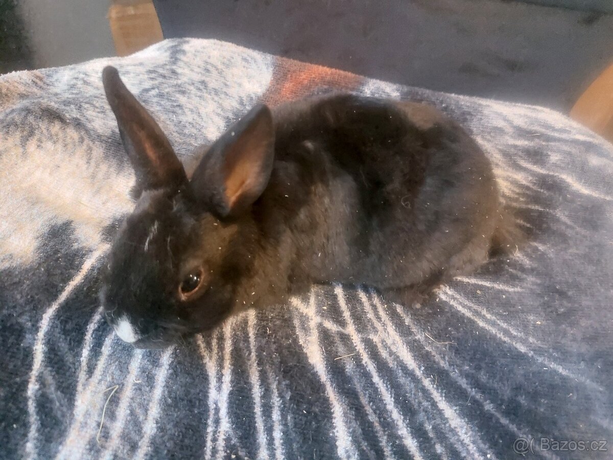 Zakrslý králík rex černý - 3