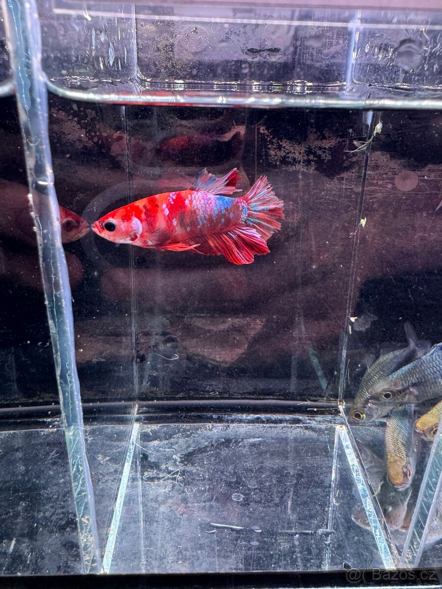 Akvarijní rybky - 3