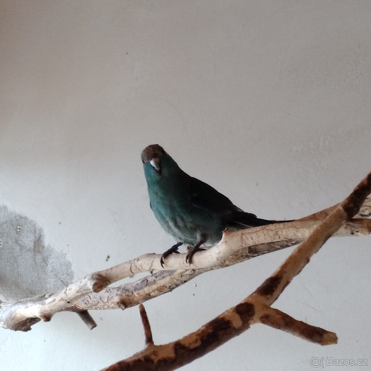 Kakariki rudočelý - 3