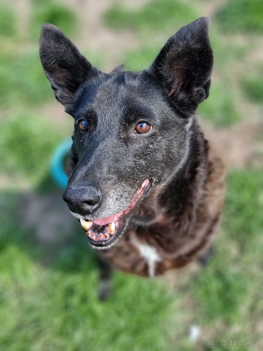 CONNIE K ADOPCI - nejvěrnější parťačka, mazel na N-tou - 3