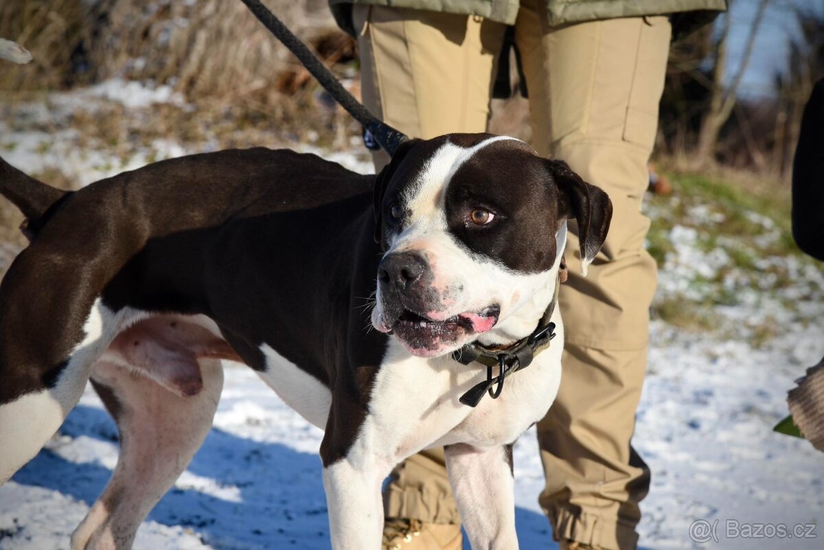 Tyson bull hledá domov - 3