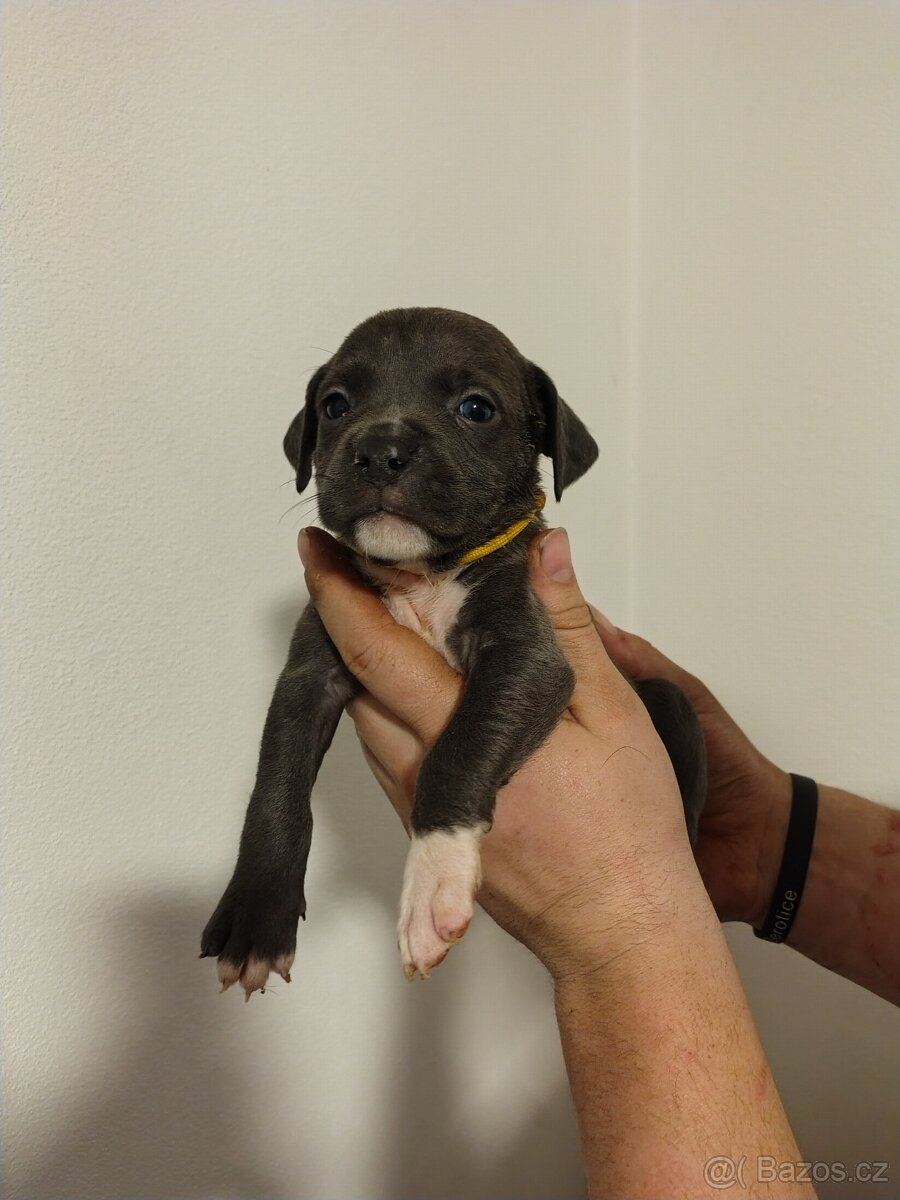 Americký stafordšírský teriér - 3