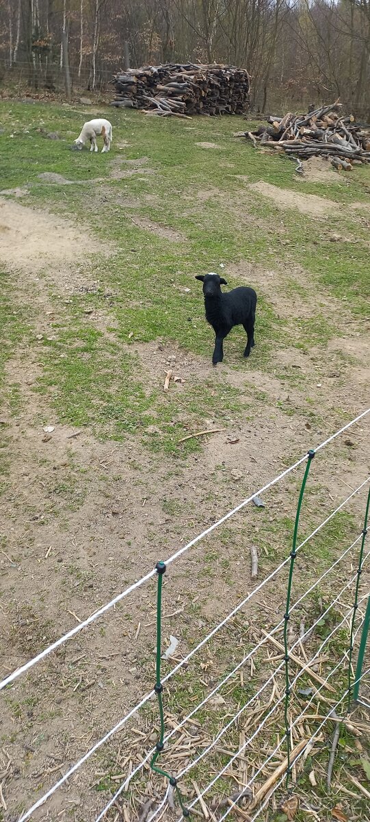 Kůzlata a jehňata - 3