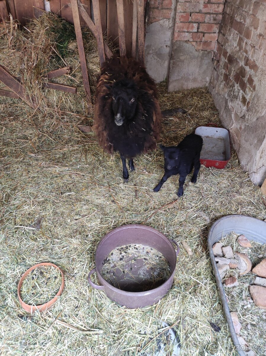 Ouessantská ovce - 3