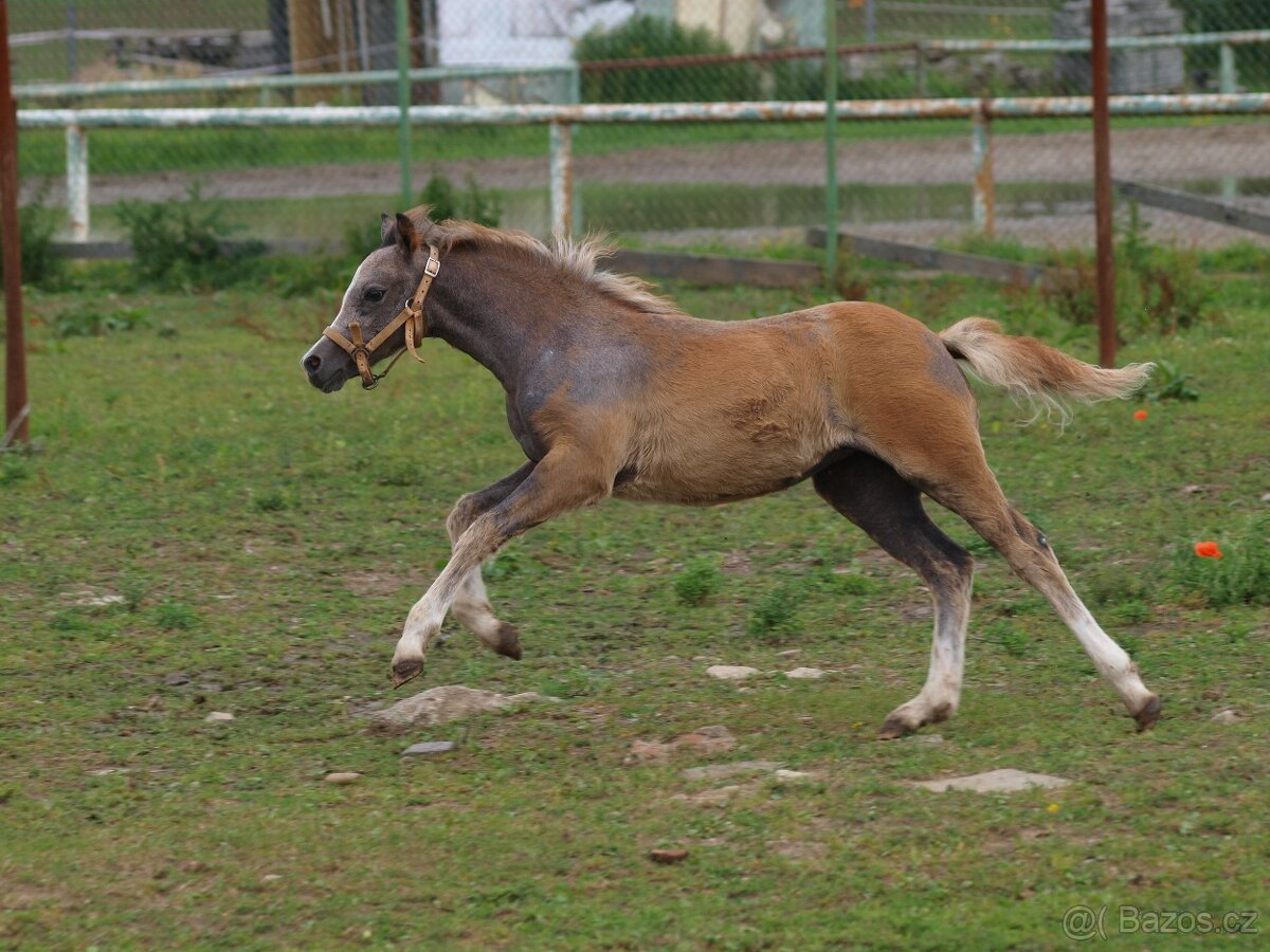 nabízíme roční klisnu wels pad-Bred - 3