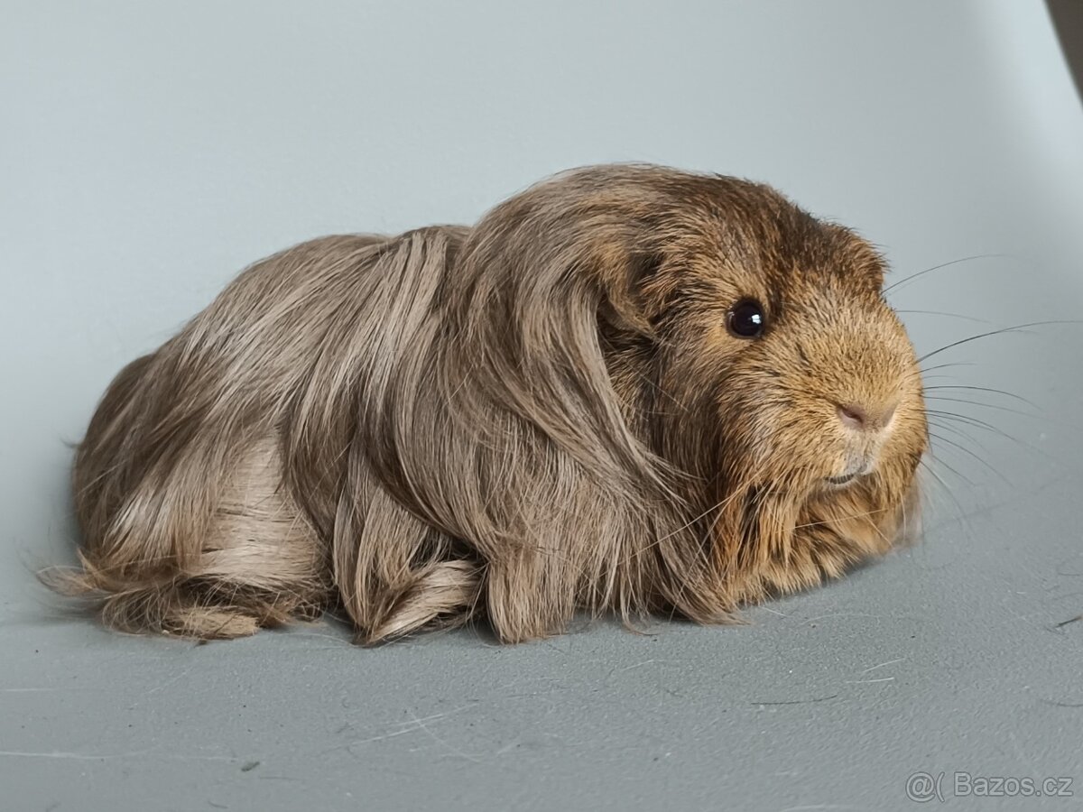 Dlouhosrsté morče - šeltie - 3