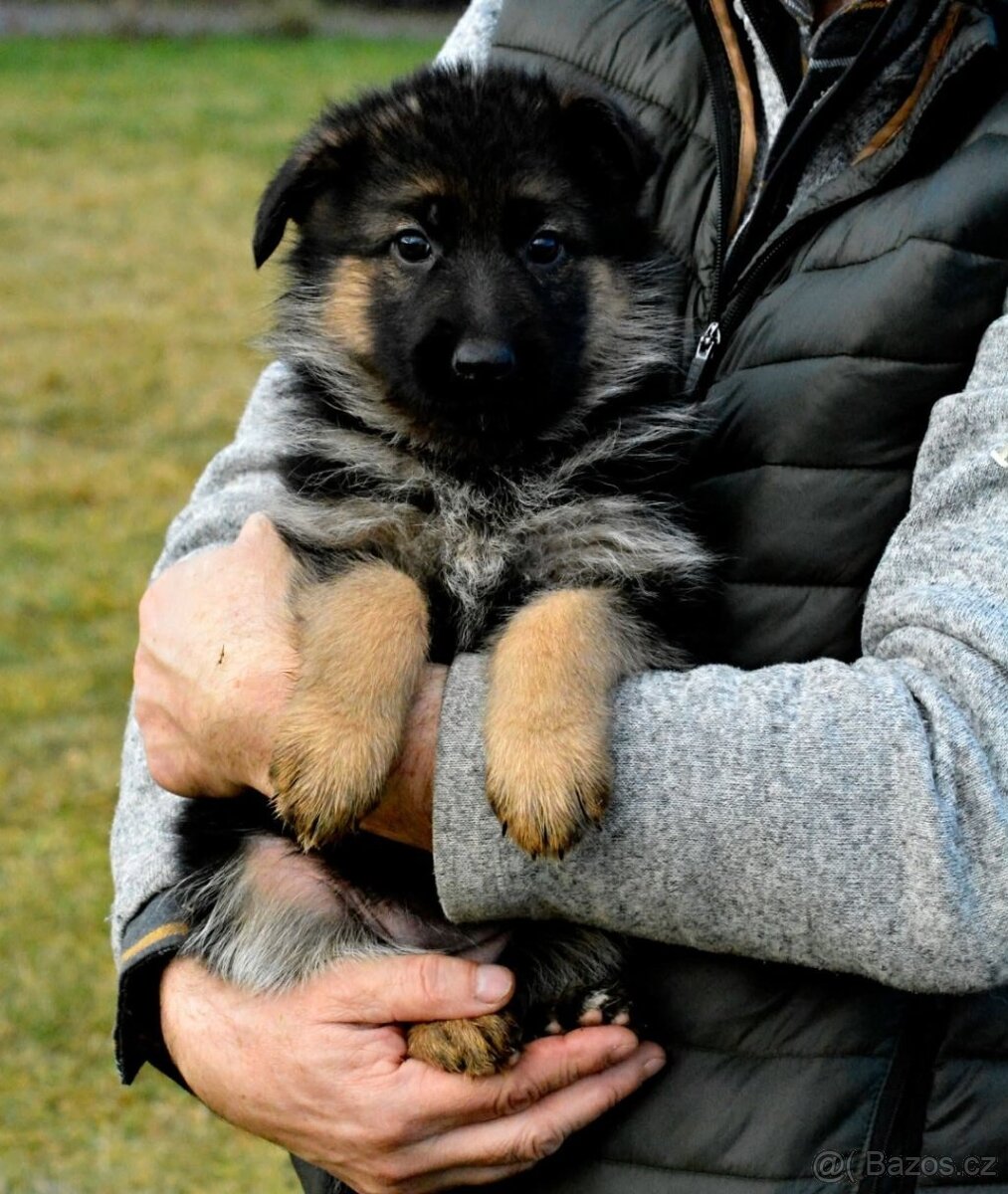 Německý ovčák - štěňátka s PP - 3
