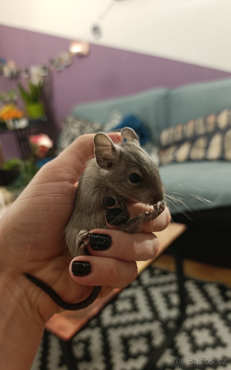 Osmák Degu - 3
