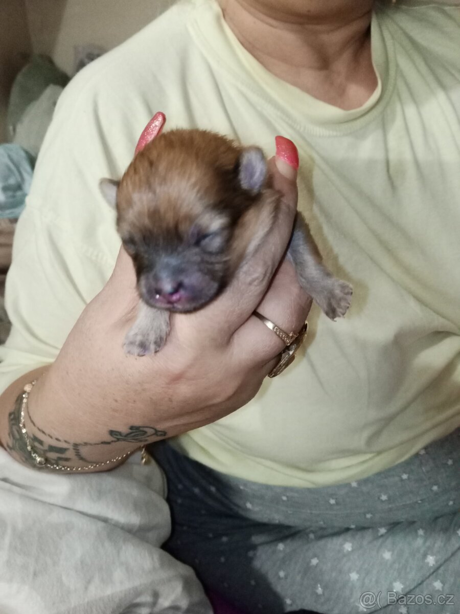Pomeranian - 3