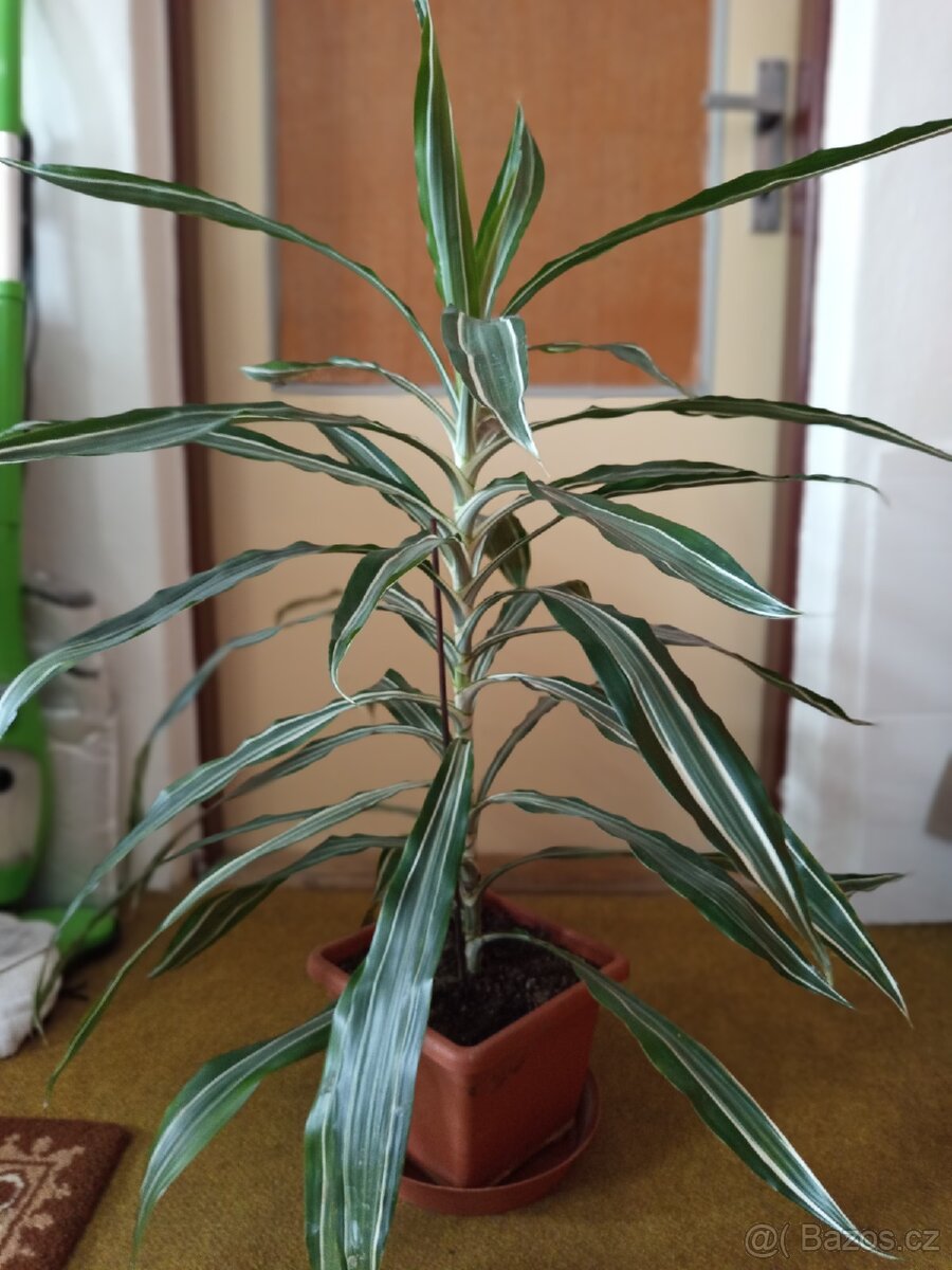 Prodám dracaenu 60cm - 3