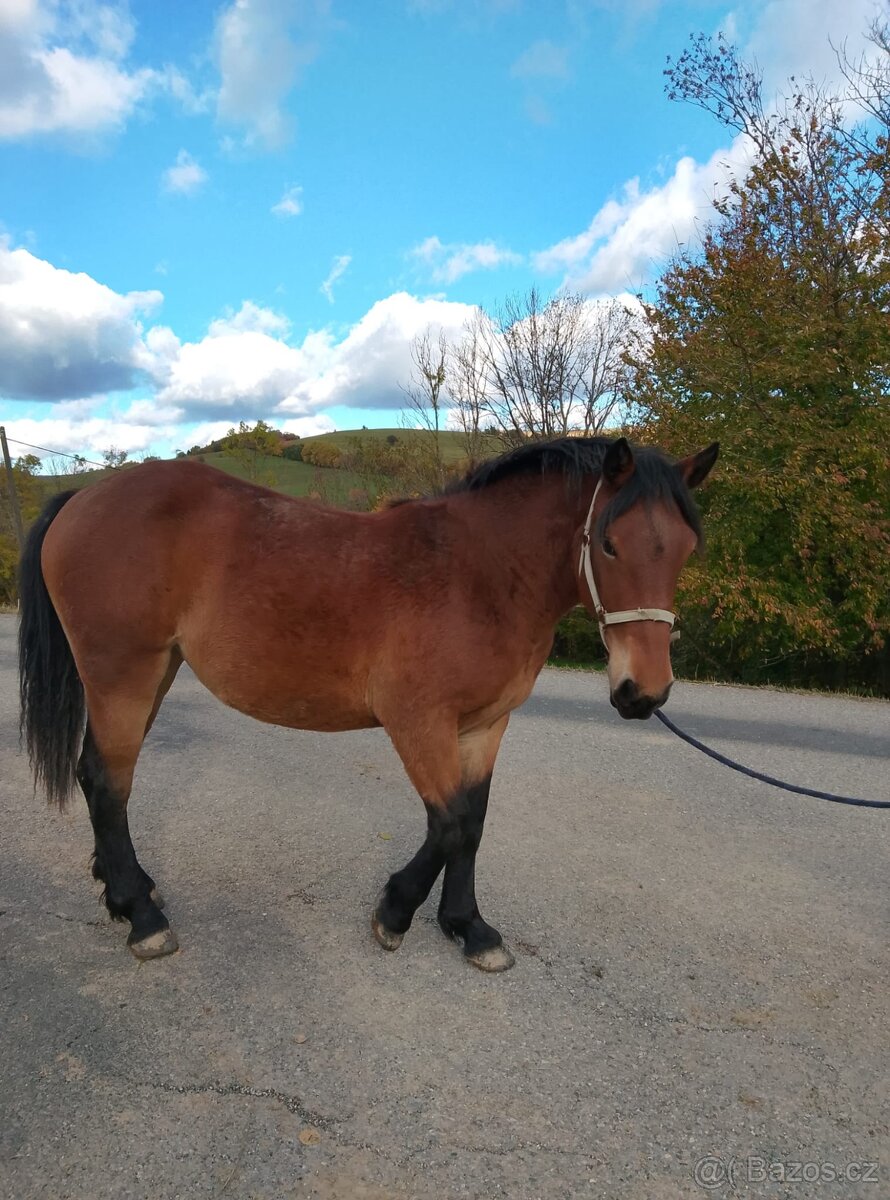 Slezký norik klisna - 3