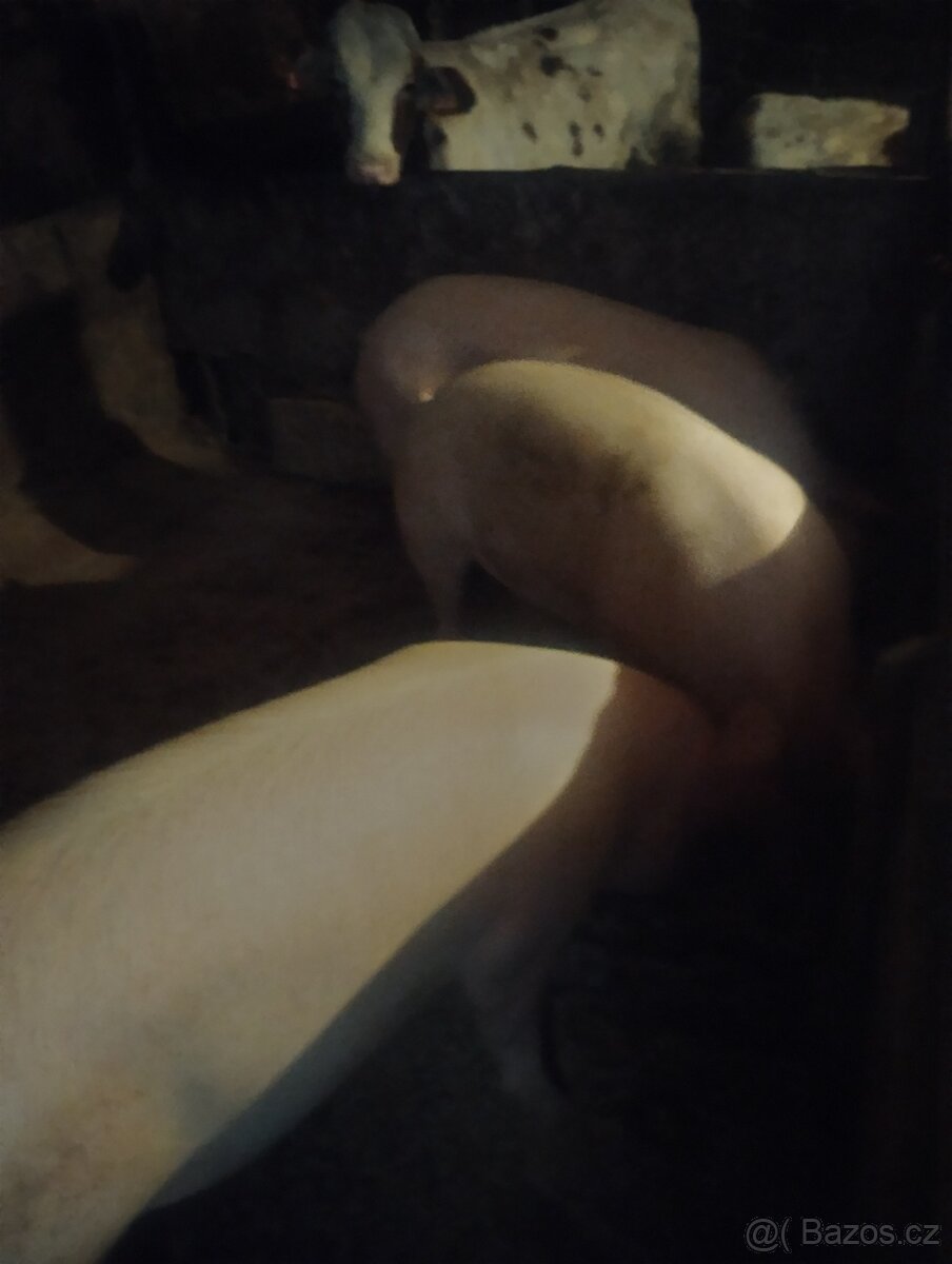 Prase na porážku - 3