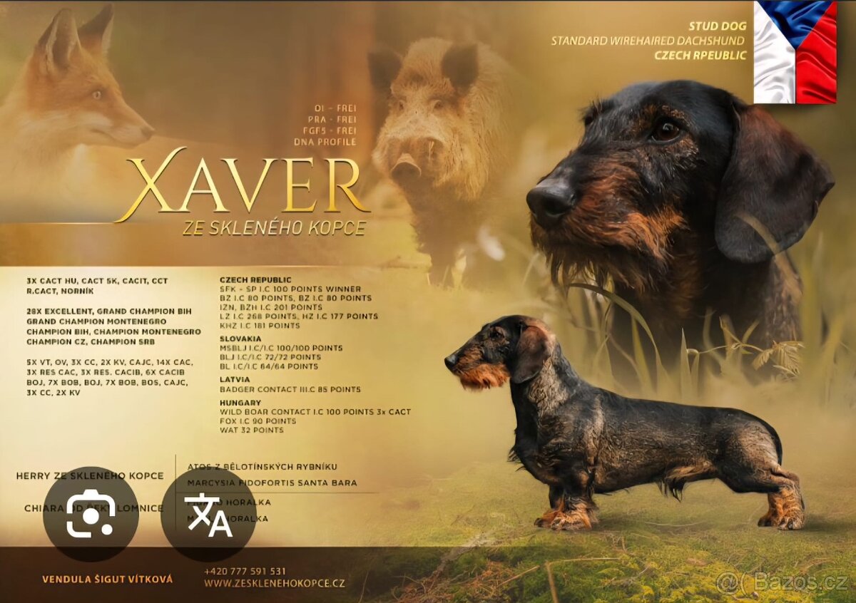 Drsnosrstý jezevčík standart s PP - 3