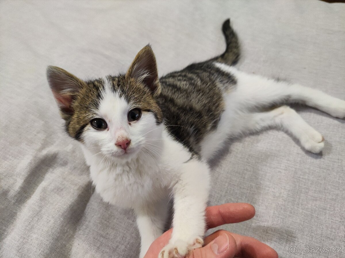 Daruji kotě (chlapeček) - 3