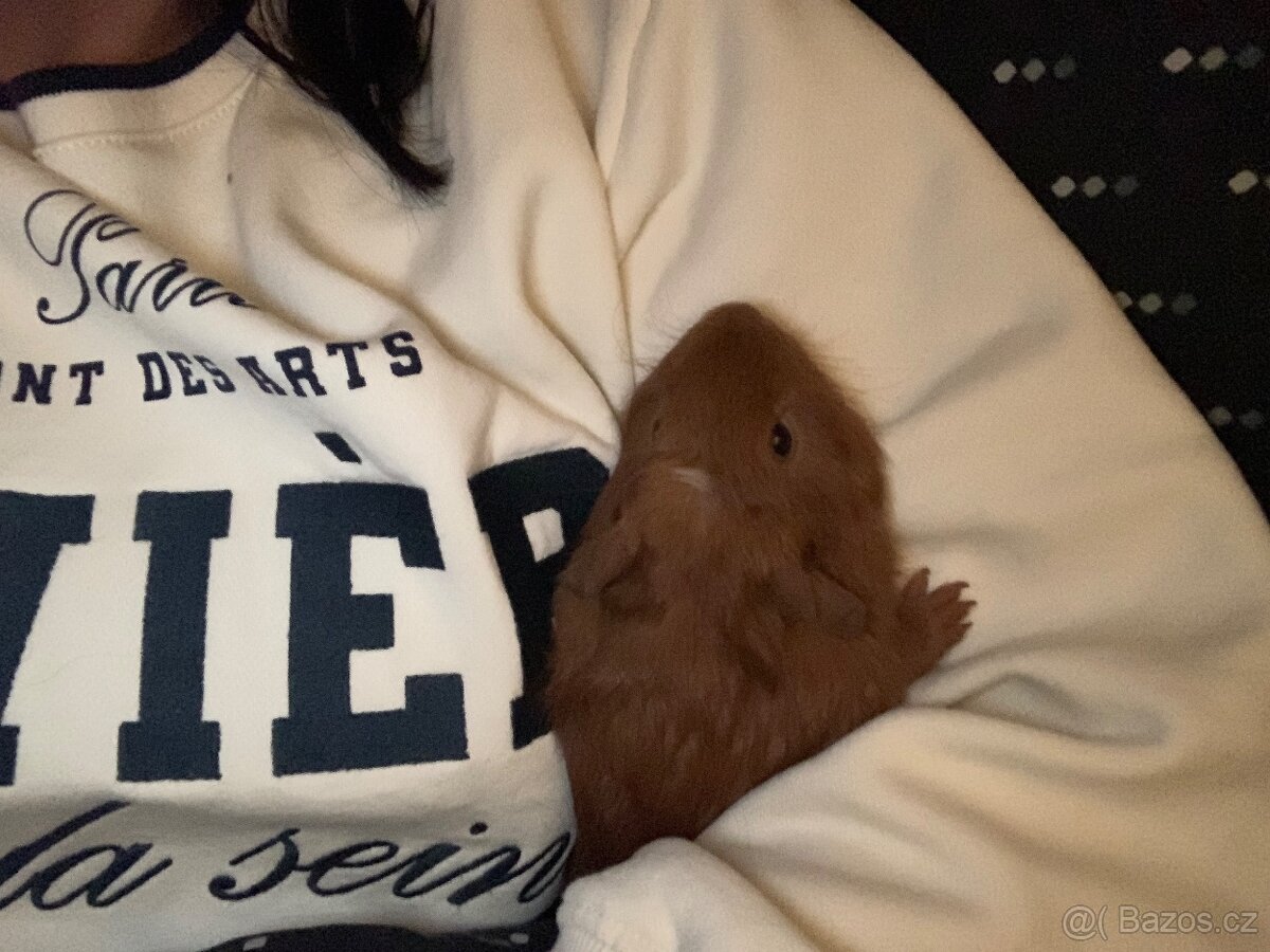 Morče samec s PP - 3