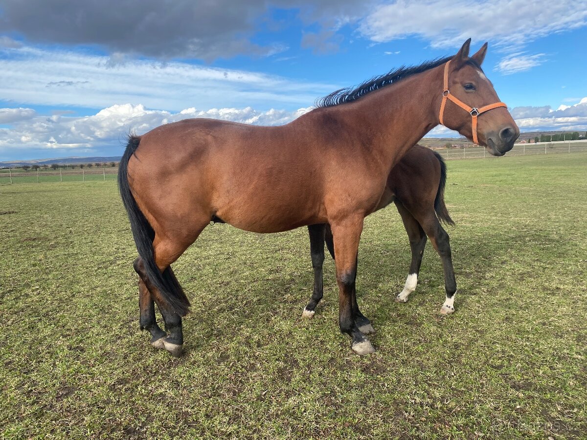 Klisna po Pezetas du Rouet - 3