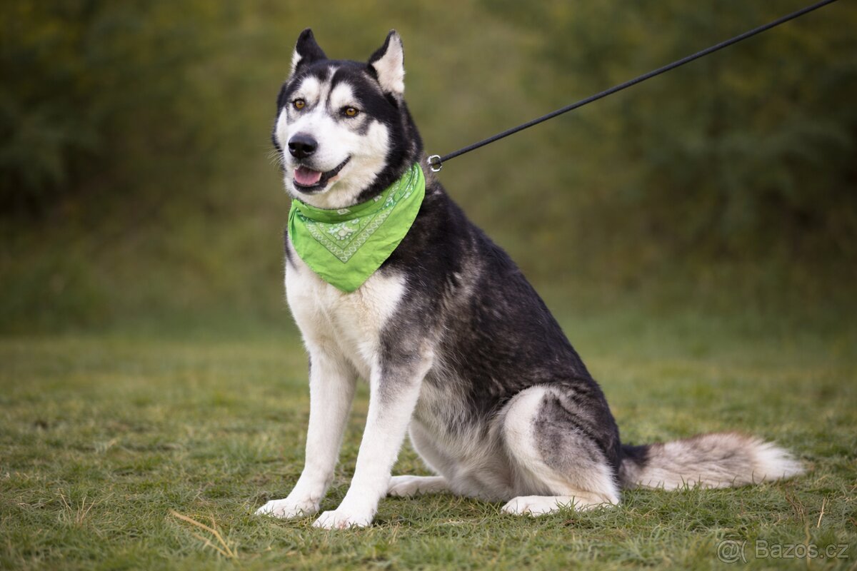 Kodiak sibirsky husky - 3