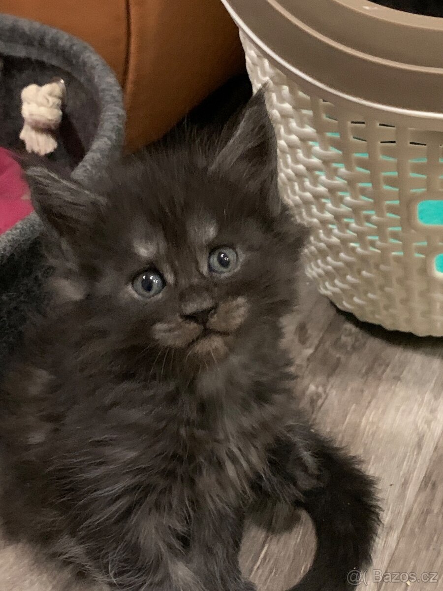 mainská mývalí koťata - 3