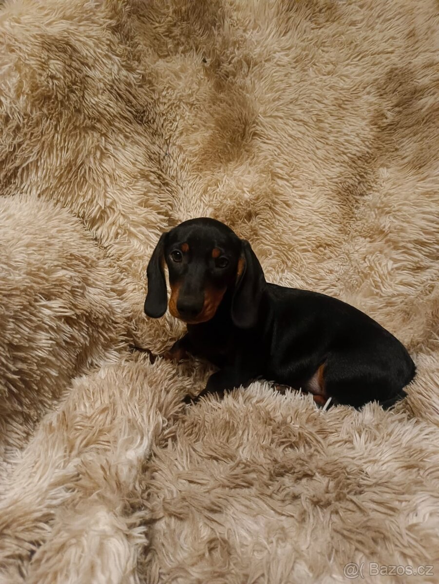 Jezevčík hladkosrstý trpasličí - 3