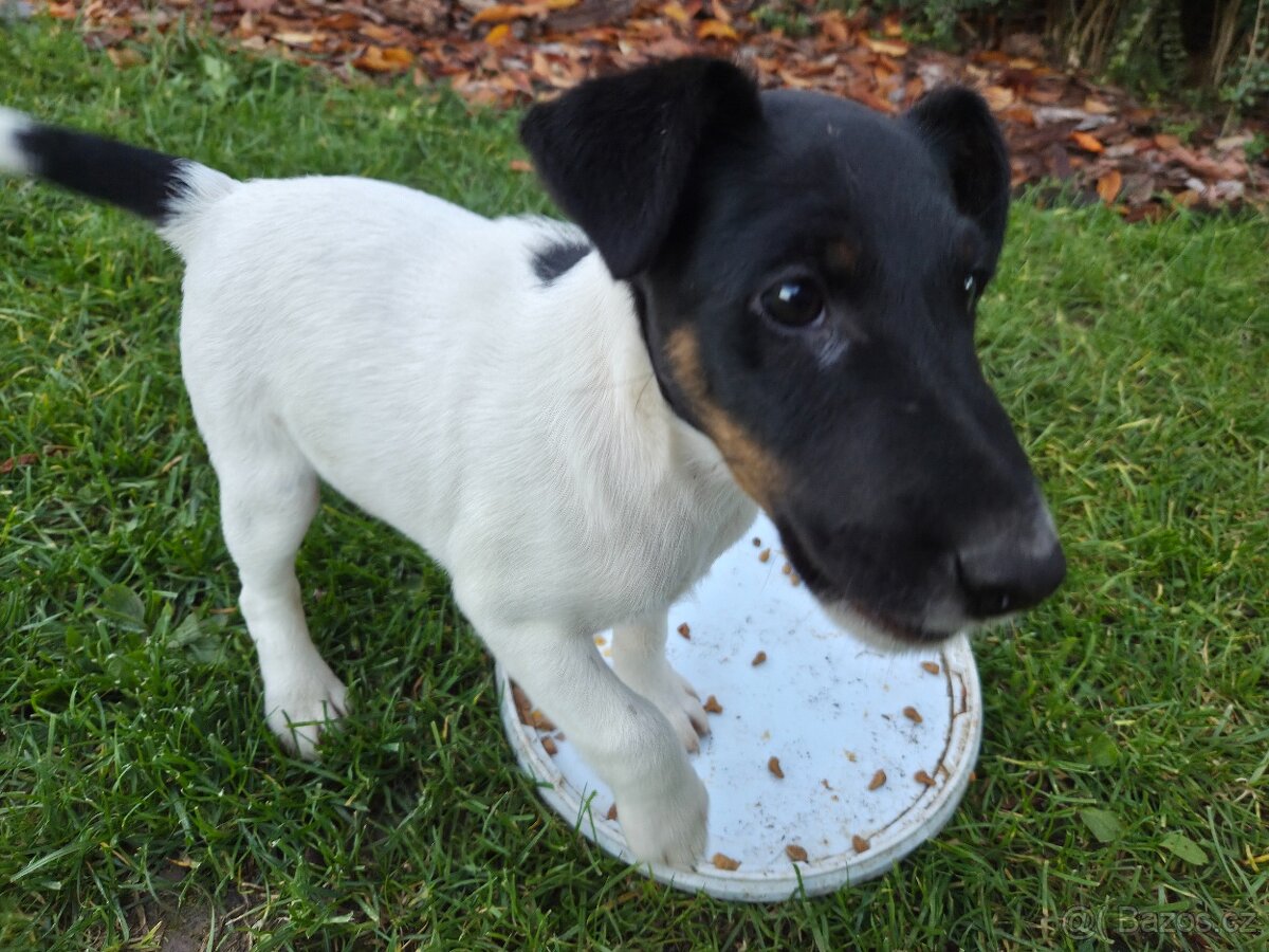 Prodám štěně hladkosrstého foxteriéra - 3