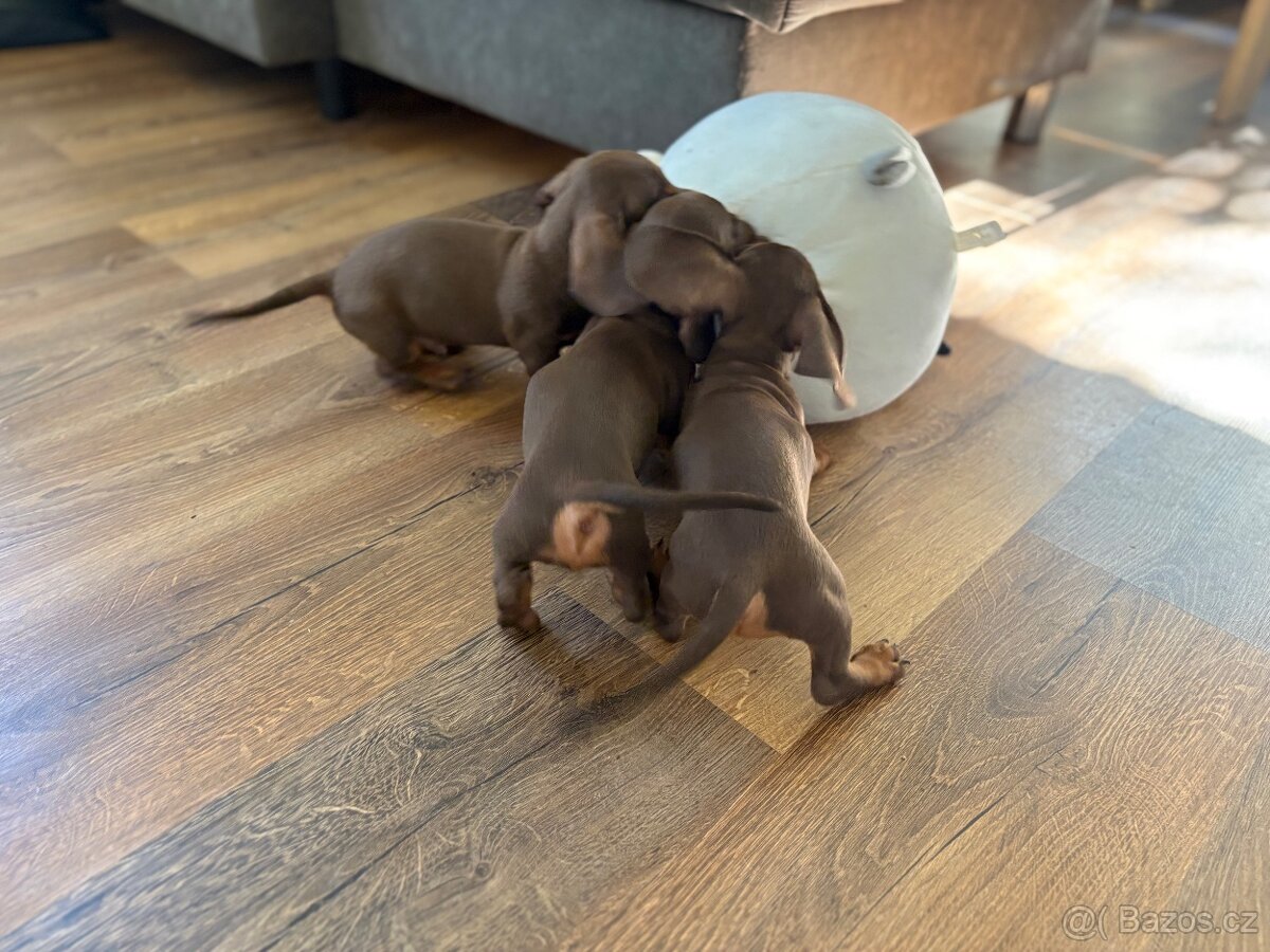 Trpasličí jezevčík štěňátka s PP - 3