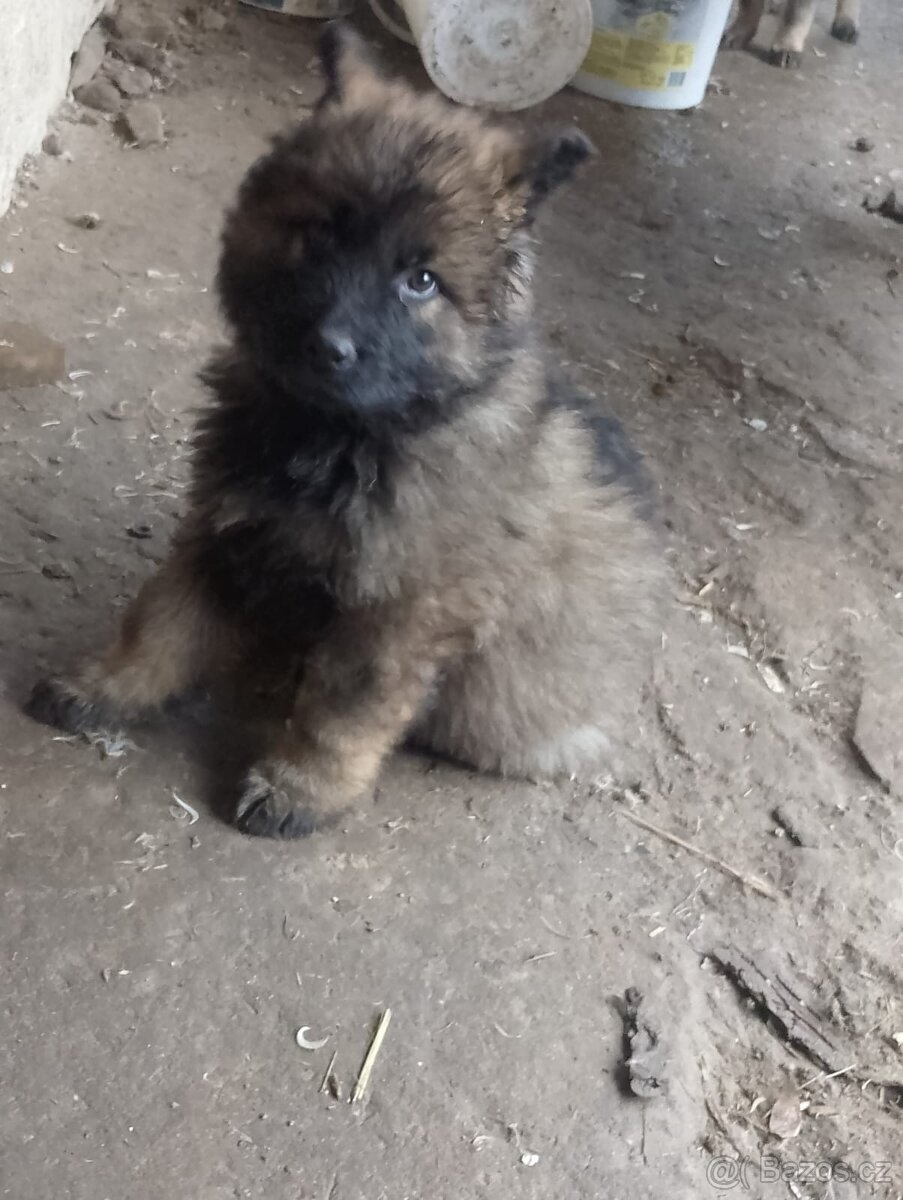 Německý ovčák - 3