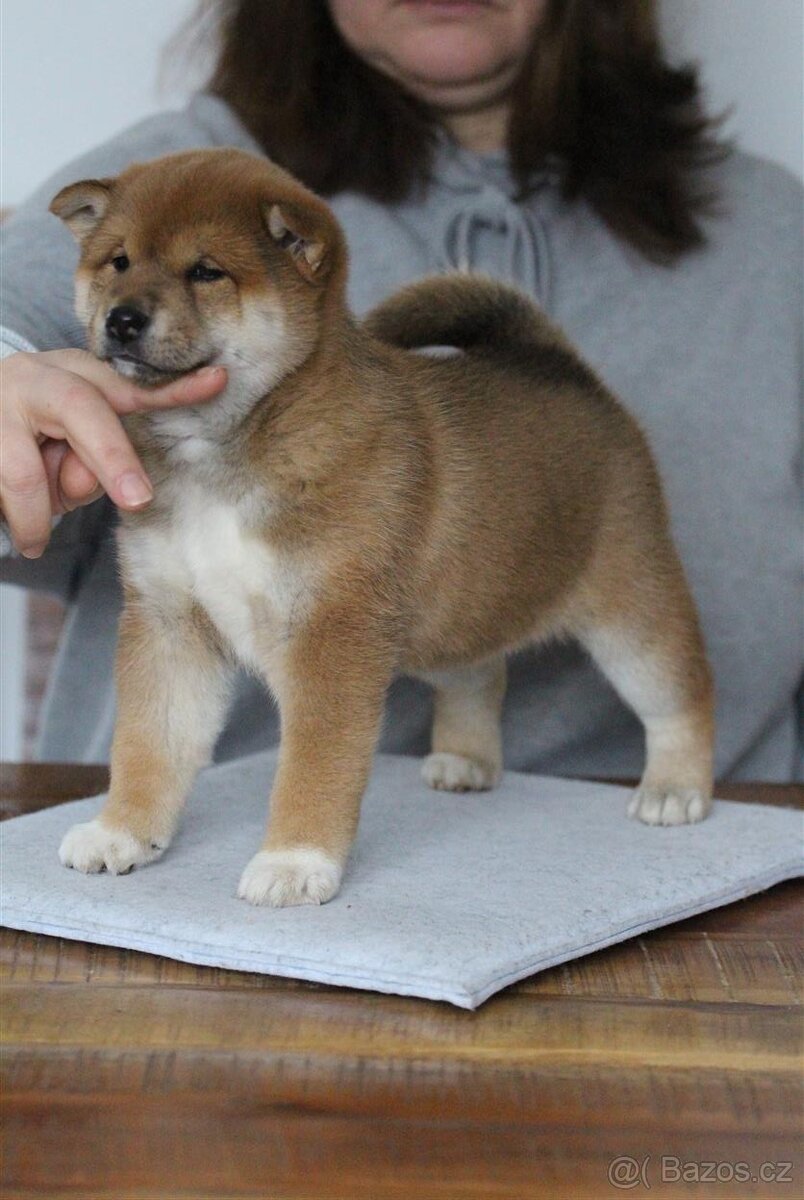 Shiba Inu s PP FCI - 3