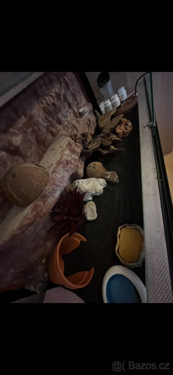 Terarium s gekoncikem - 3