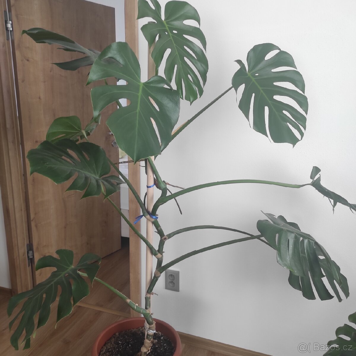 Monstera,10 listů,vysoká140-150cm - 3