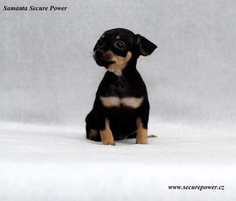 Pražský krysařík s PP - 3