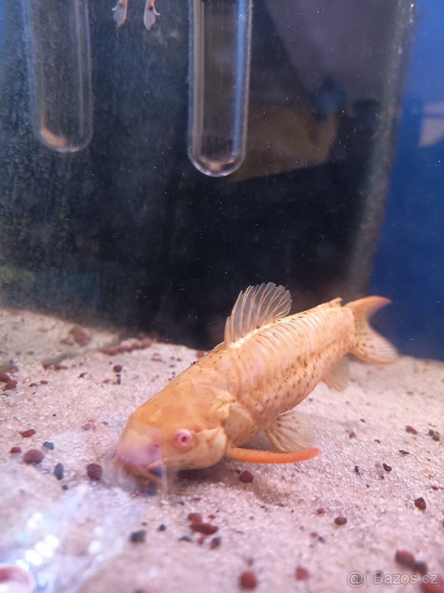 Panceřníček kropenatý albín - 3