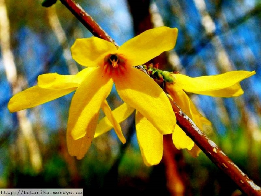 ZLATICE-Zlatý déšť: POSEL JARA - 3