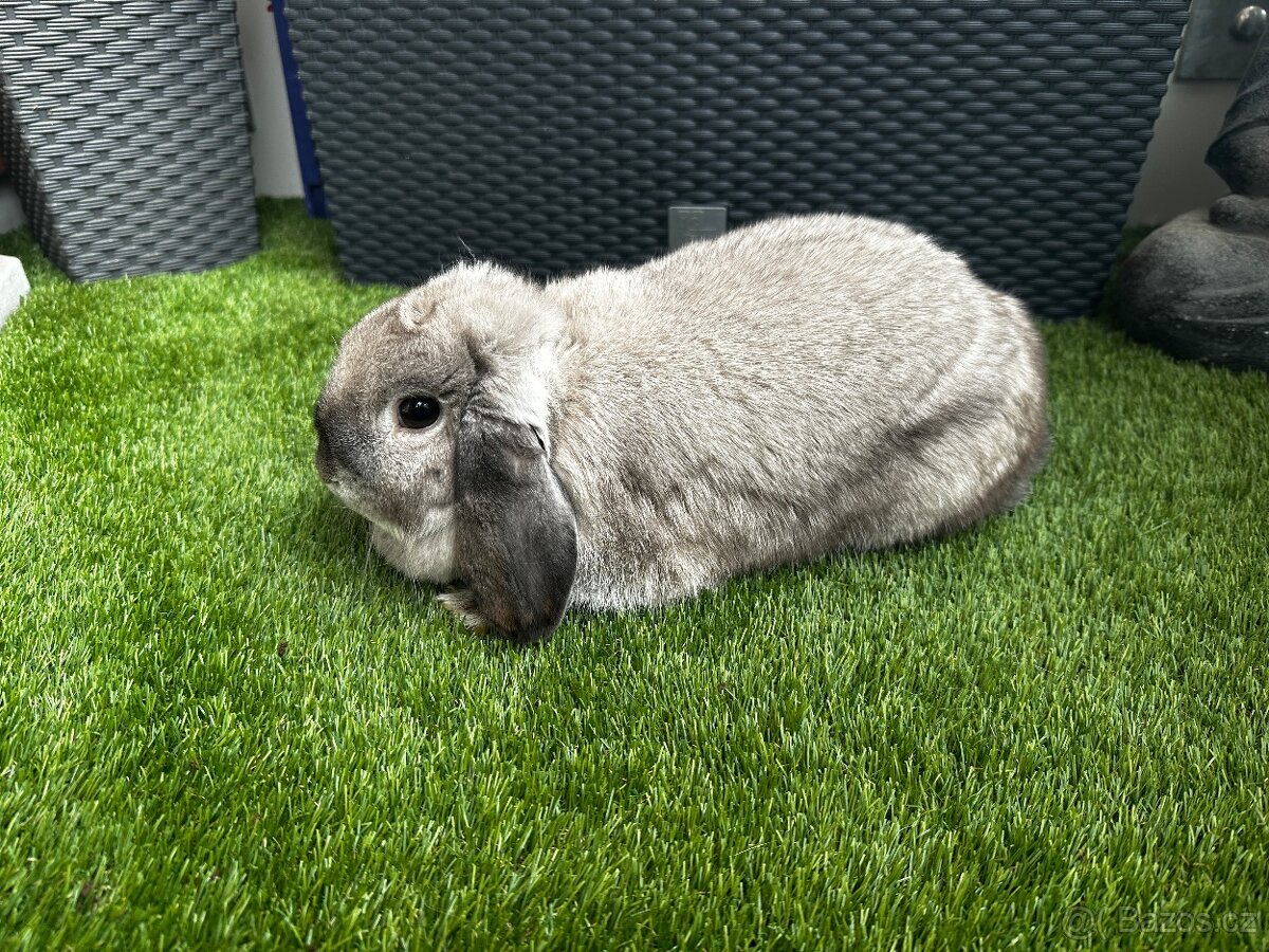 Minilop samička - 3