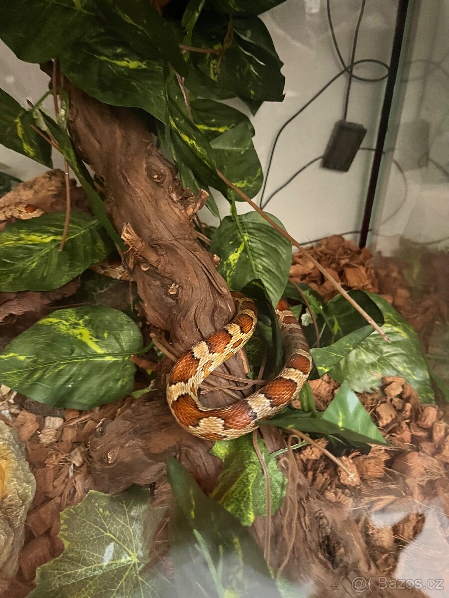 Terárium + hadi - 3