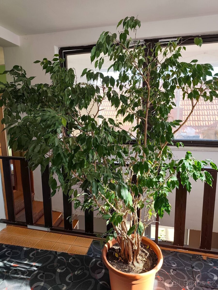 Prodám Fíkus Benjamin - 3