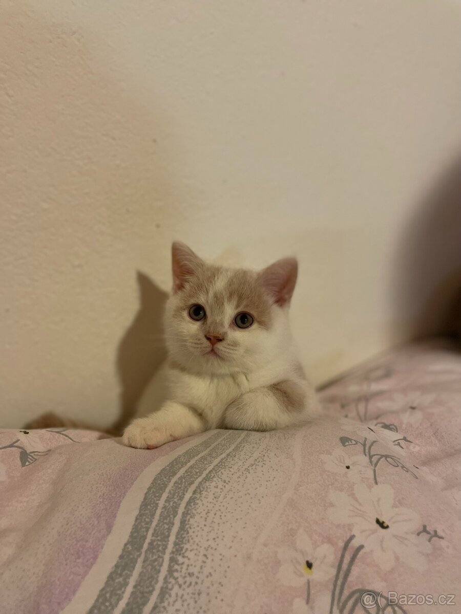 Prodám britská koťátka (bez PP) po papírových rodičích - 3
