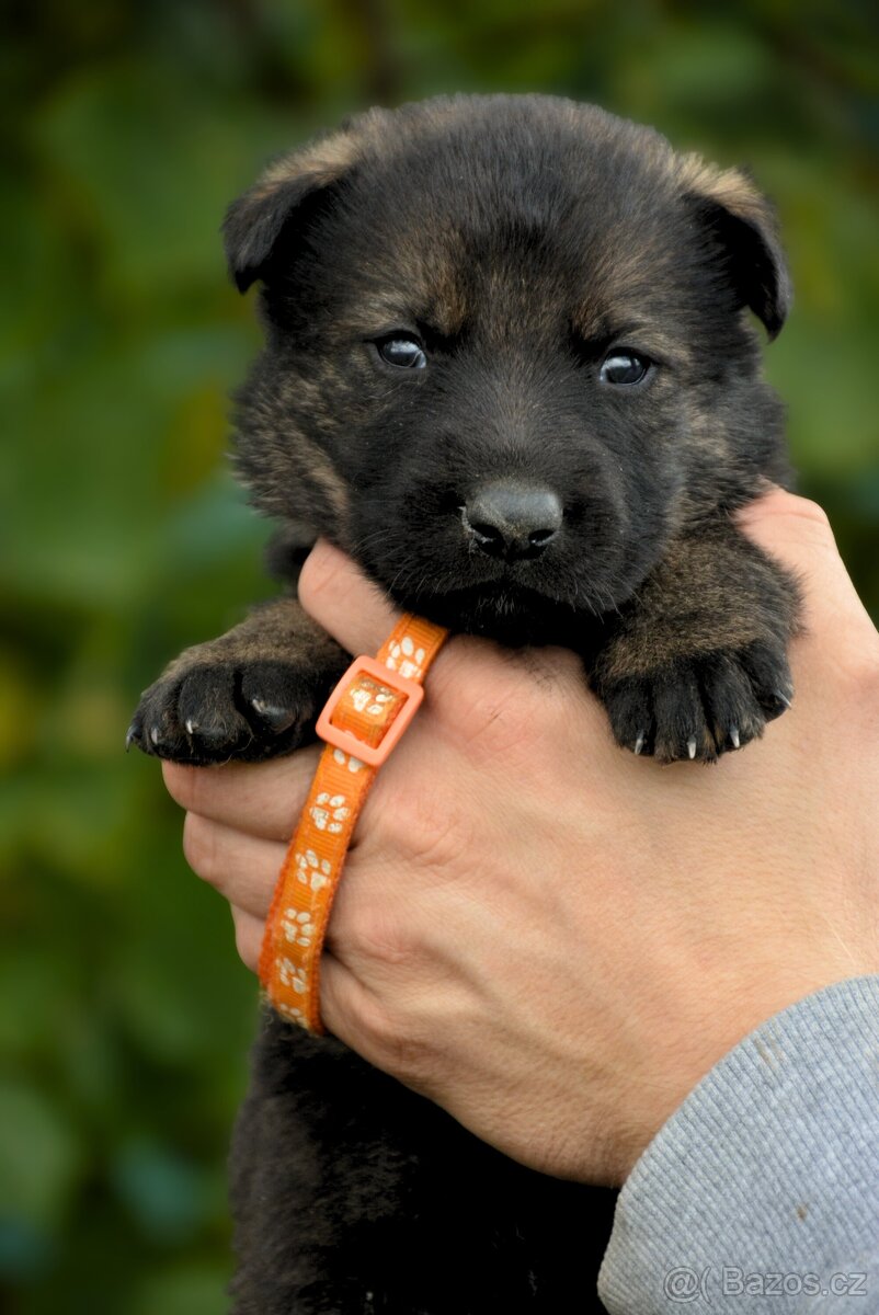 Německý ovčák sytě vlkošedý k odběru s PP - 3