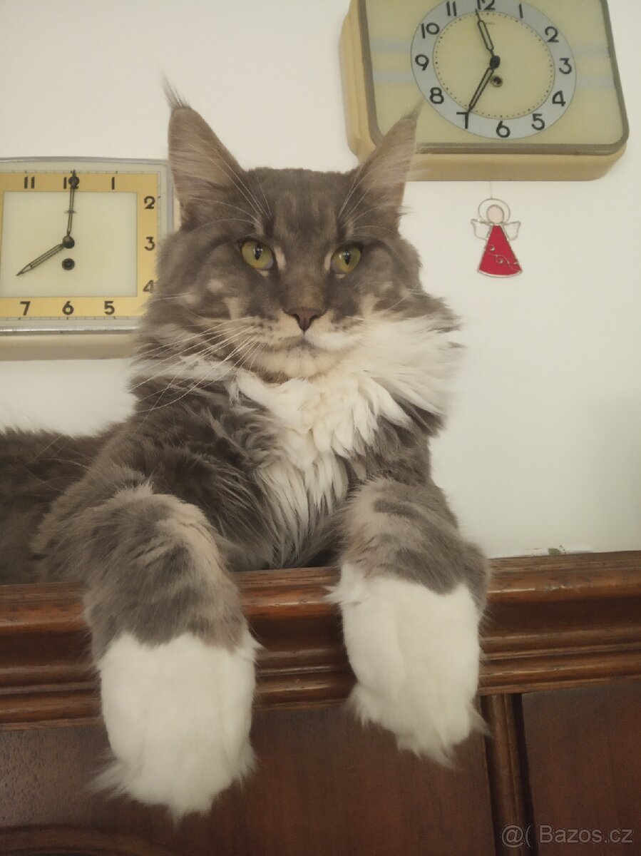 Kocourek ke krytí. - 3