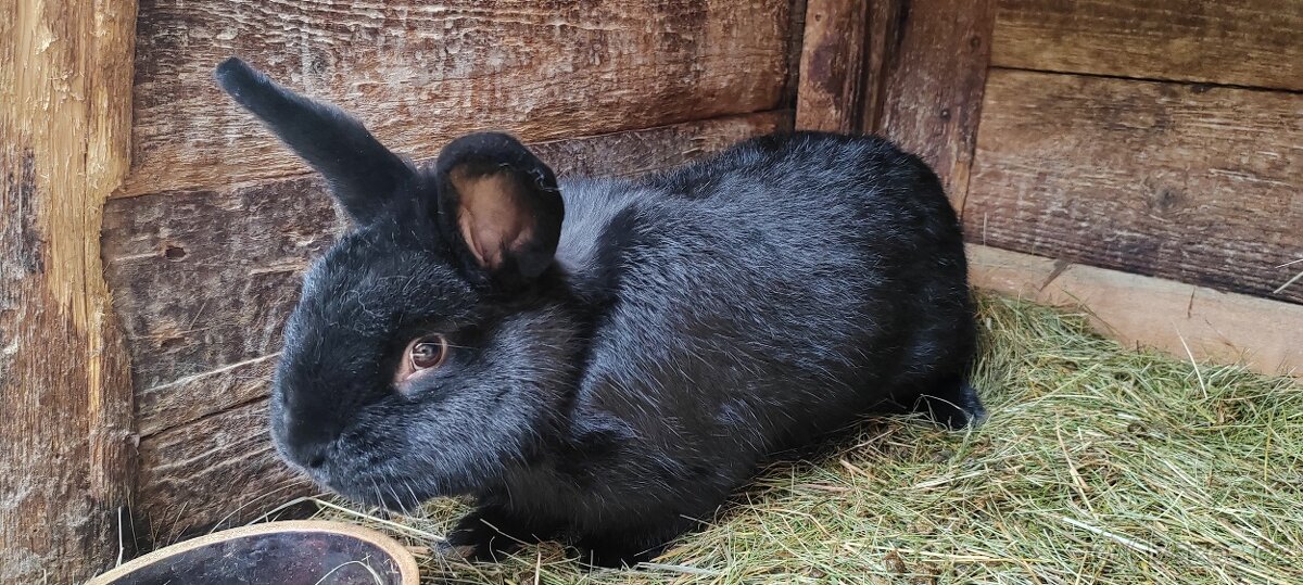 Prodám králíka - 3