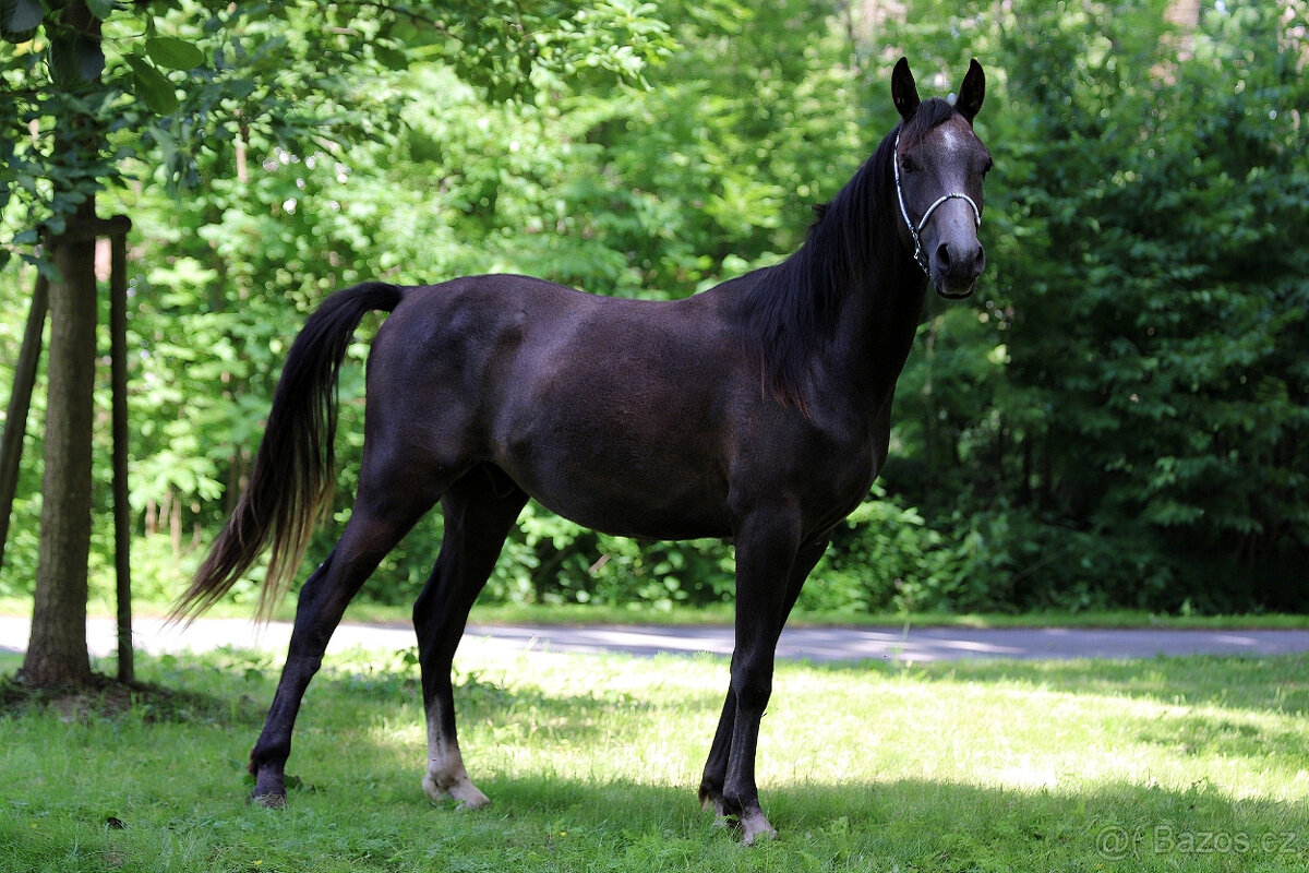 Nabízíme k prodeji arabské plnokrevníky - 3