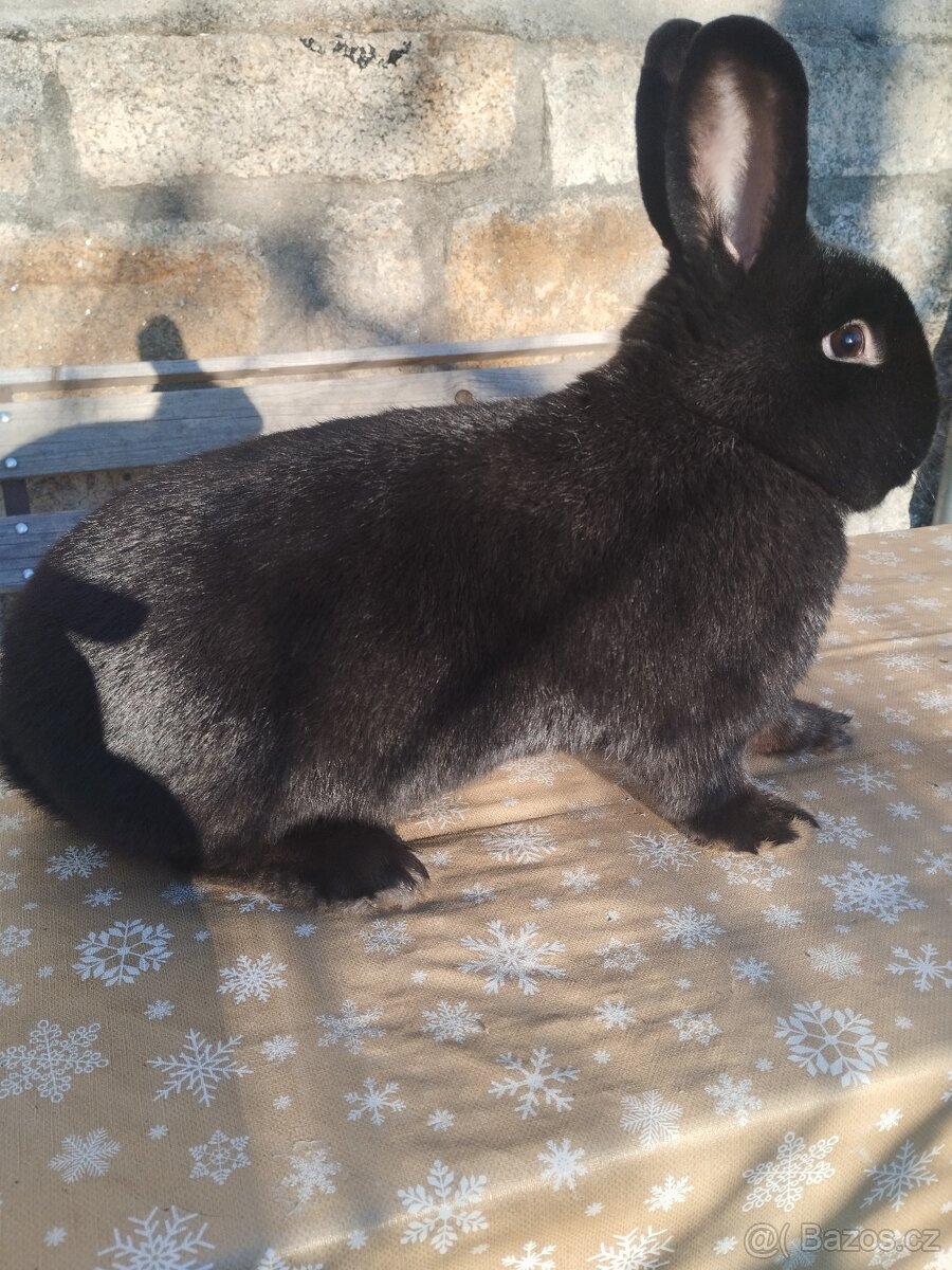 Vídeňský modrý a vídeňský černý - 3