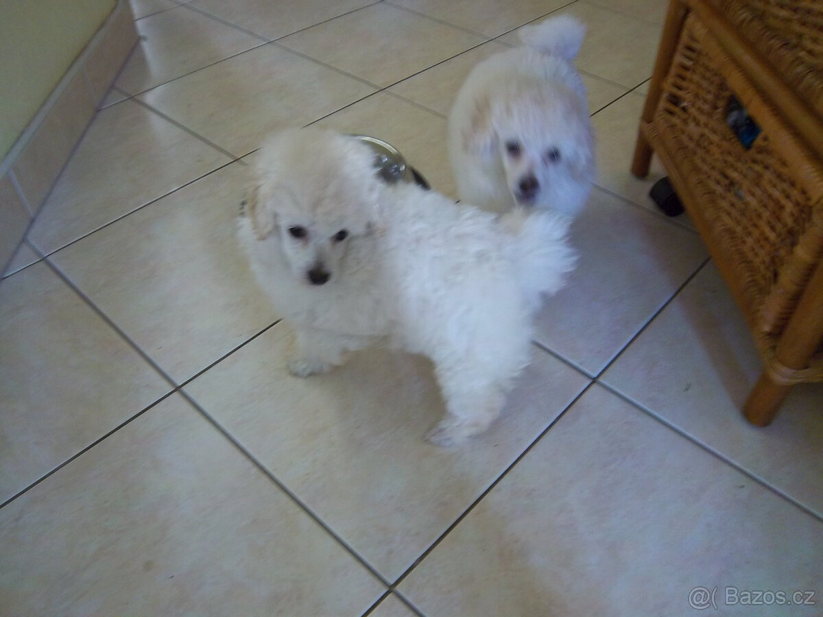 PUDL BÍLÝ TRPASLIČÍ - 3