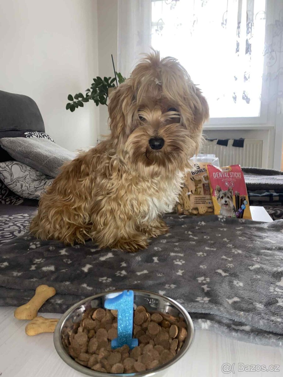 Gold Yorkshire Terrier - 3