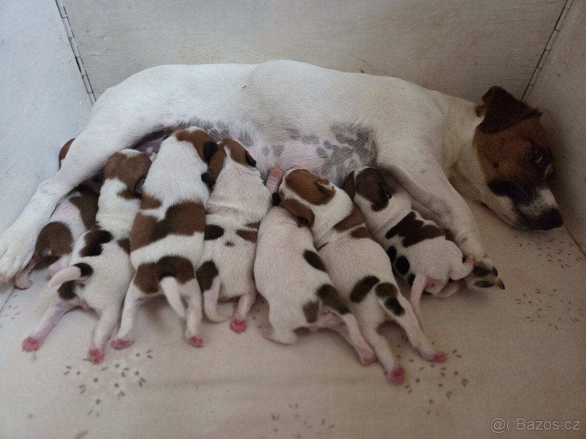 Jack russel terier s PP - 3