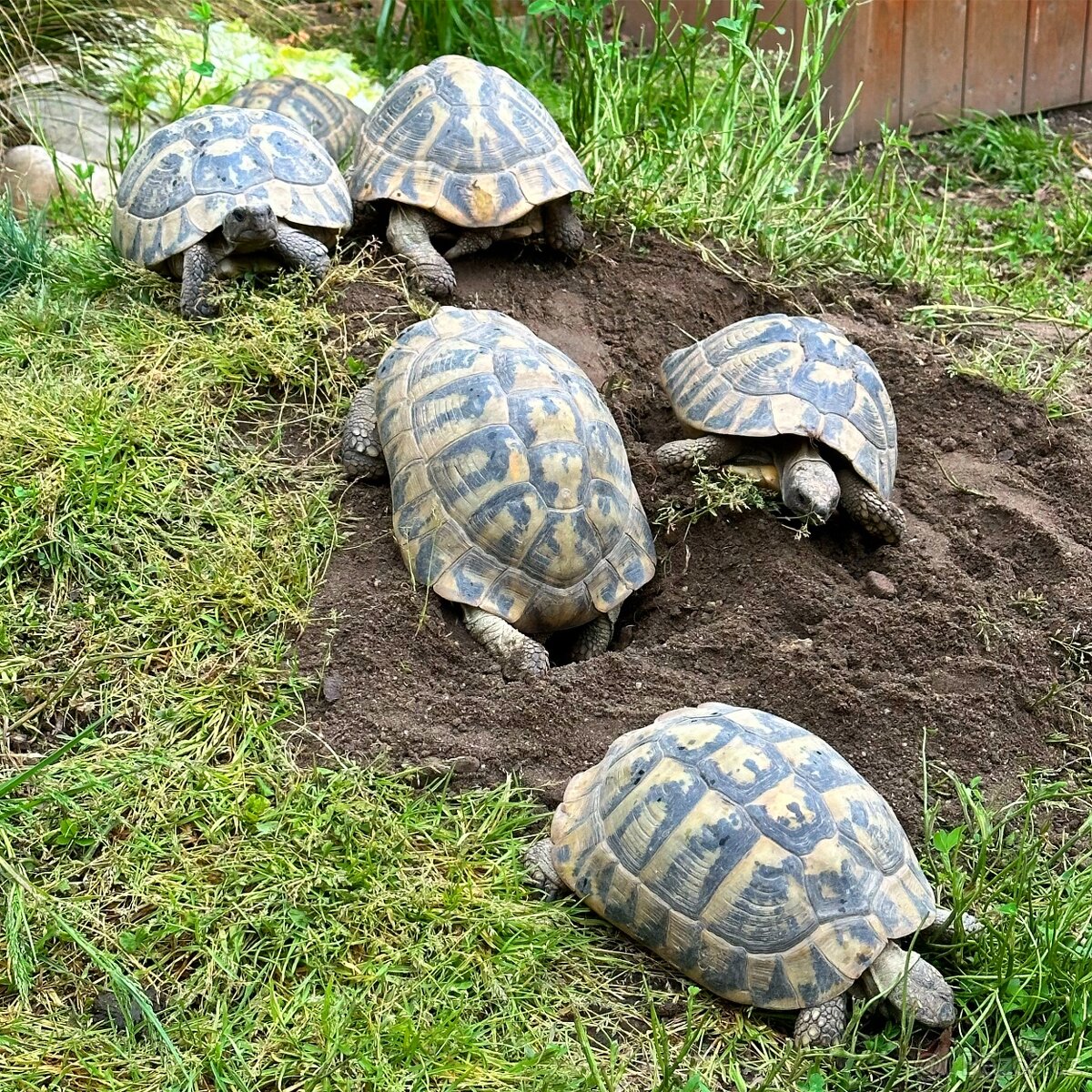 Suchozemská želva + vybavení k chovu - 3