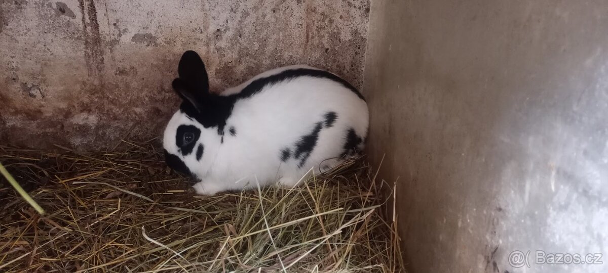 Králíci 2+1 na chov - 3