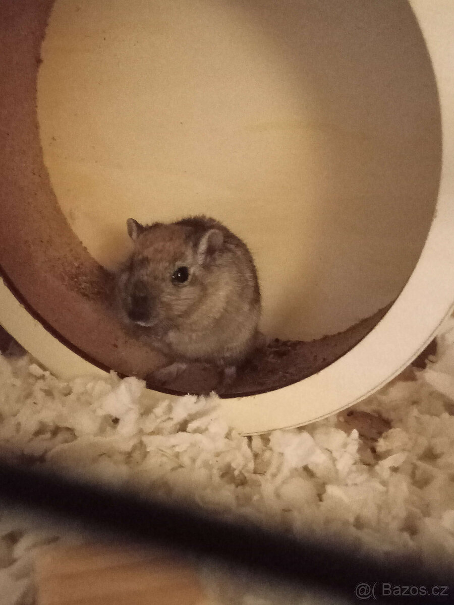 Daruji dvě samice pískomila - 3